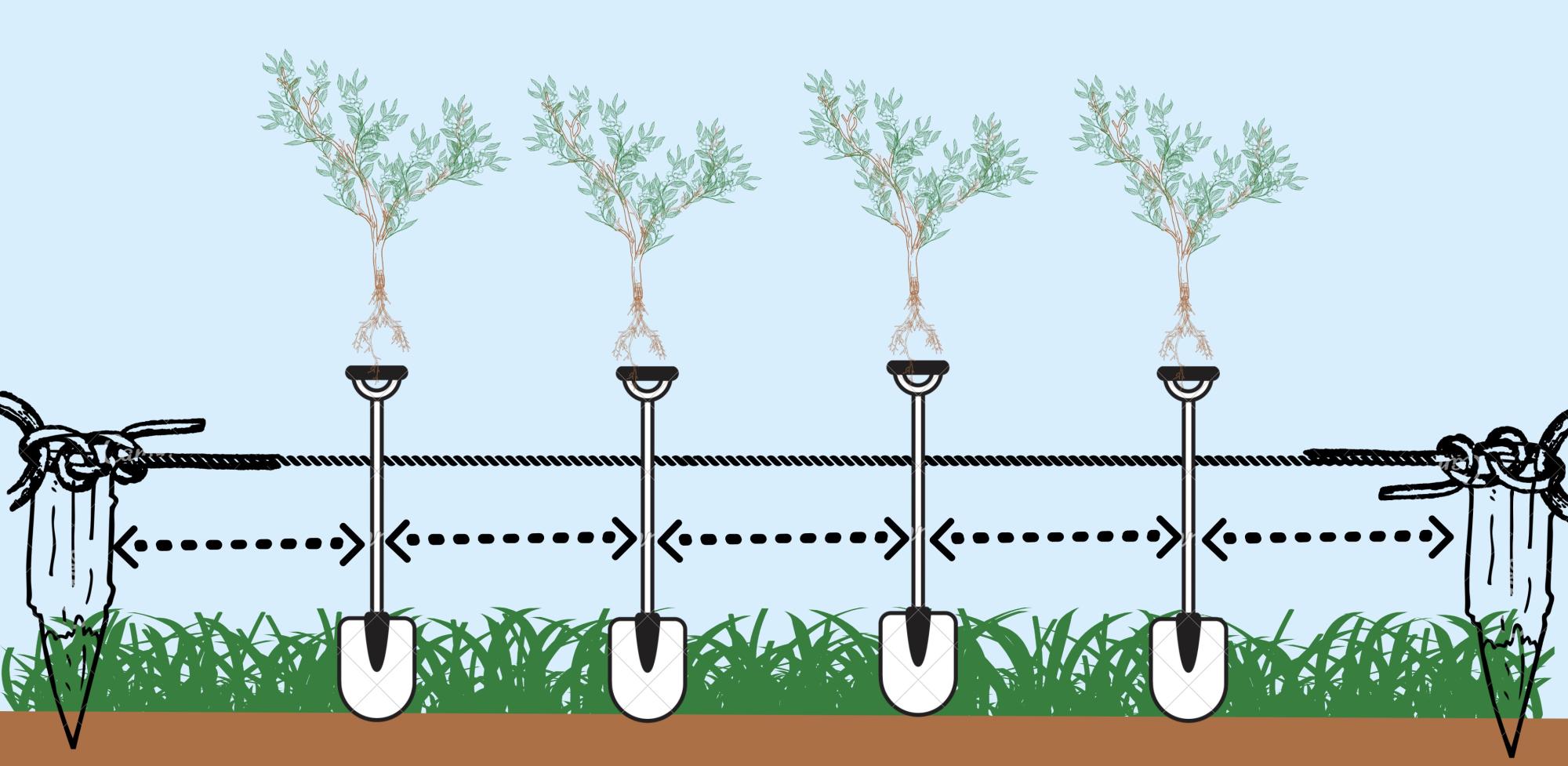 Coffee Trees Planting and Plant Spacing