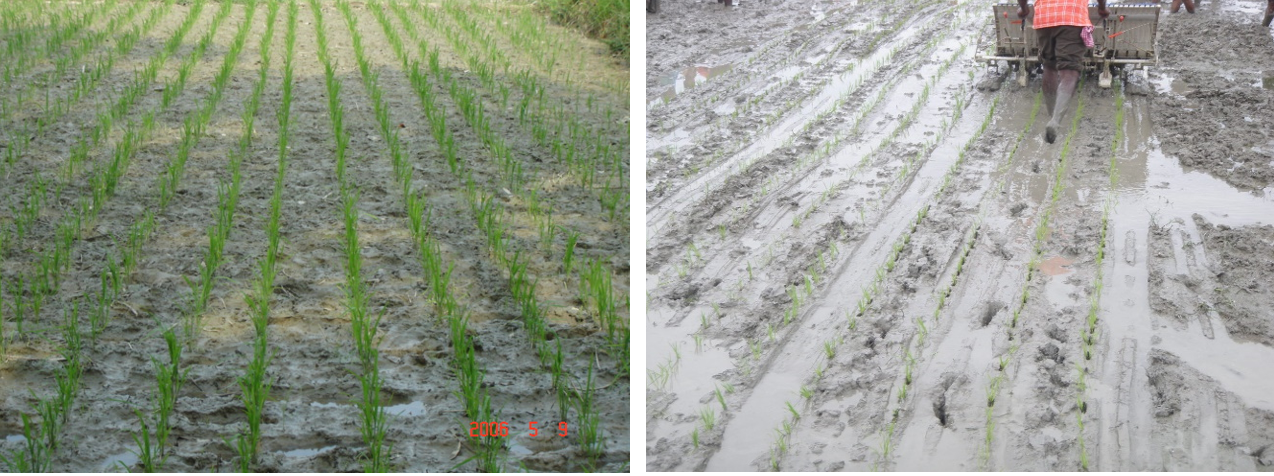 الصورة 3: حقول أرز مزروعة يدويًا وآليًا