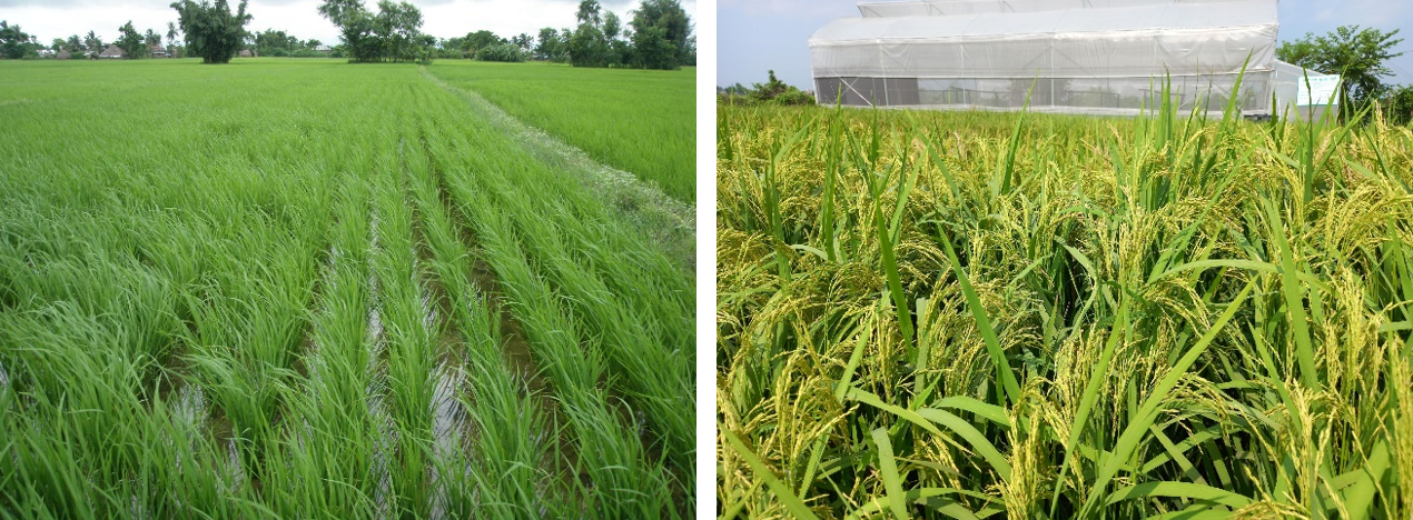 الصورة 4 حقول الأرز المزروعة جيدًا في SRI وحقول قريبة من النضج
