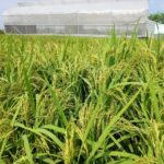 زراعة الأرز المستدامة وطريقة نظام تكثيف الأرز SRI
