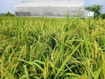 زراعة الأرز المستدامة وطريقة نظام تكثيف الأرز SRI