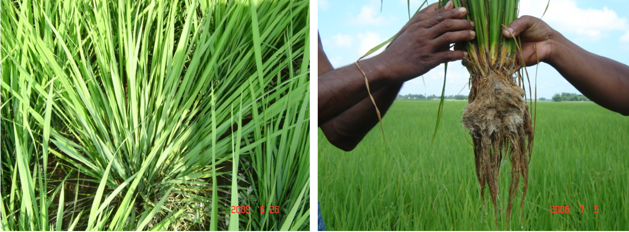 चित्र 5: श्री विधि द्वारा अच्छी तरह से जुताई वाला श्री खेत और चावल की अच्छी तरह से विकसित जड़ प्रणाली