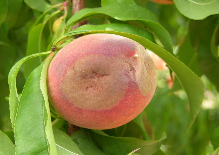 桃树栽培中的褐腐病——佩拉地区的防治和(害虫)管理