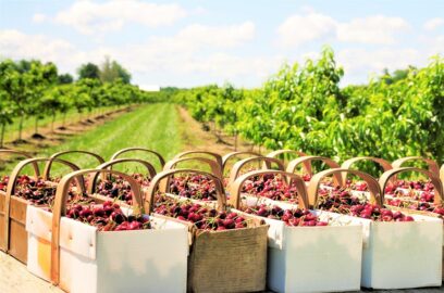 樱桃的采收和每公顷的产量 – 当你采摘樱桃时，是选择带茎还是不带茎？