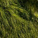 藻类作为水产养殖的可持续饲料