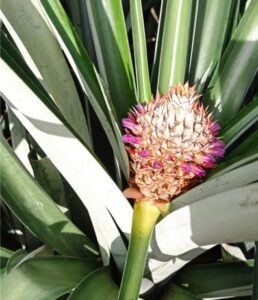 菠萝相关植物信息及其对环境的要求