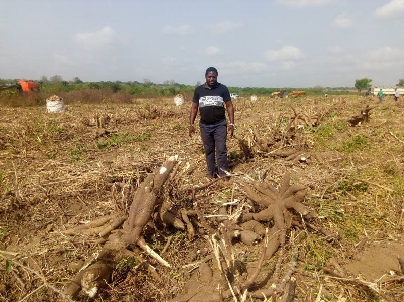 Cassava Harvest, Yield per hectare and Storage