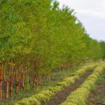 Agrofloresta – combinando árvores e agricultura para melhorar o Solo – Conservação da Água