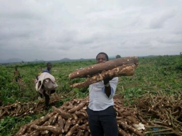 Cassava Harvest, Yield per hectare and Storage
