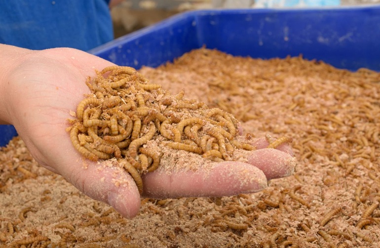Choosing the right species for mass production of insects as animal feed