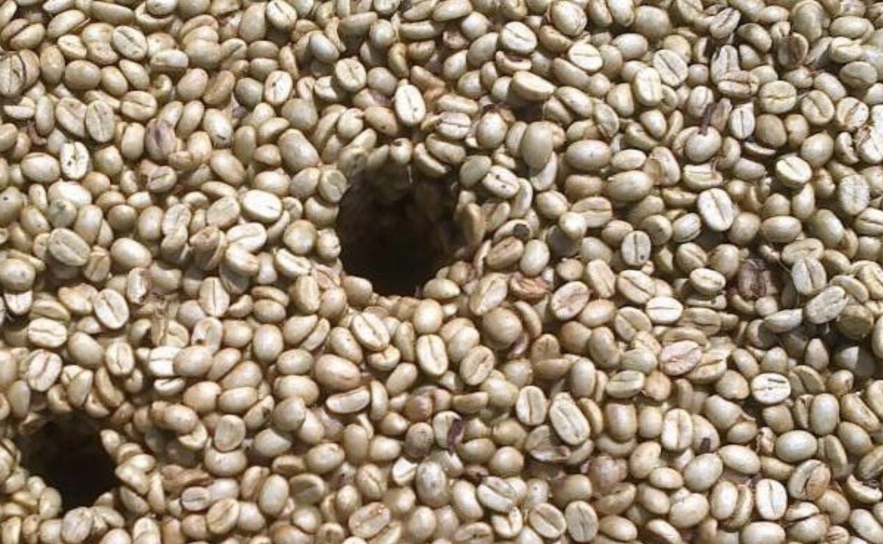Café Graines de caféier arabique à planter (Coffea arabica)