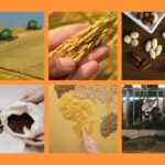 What are mycotoxins in food and feed? 
