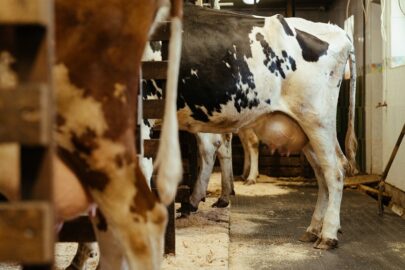 Dairy Cow Nutrition on different Lactation Cycles