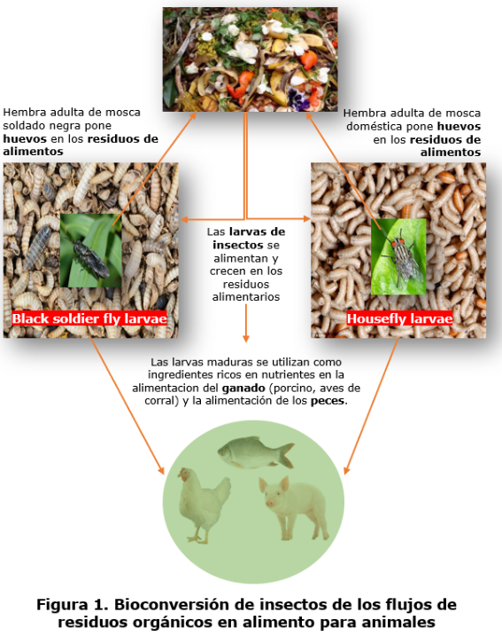  Elección de las especies adecuadas para la produccion en masa de insectos.