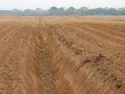 Exigences du sol et préparation du terrain pour l'ananas.1