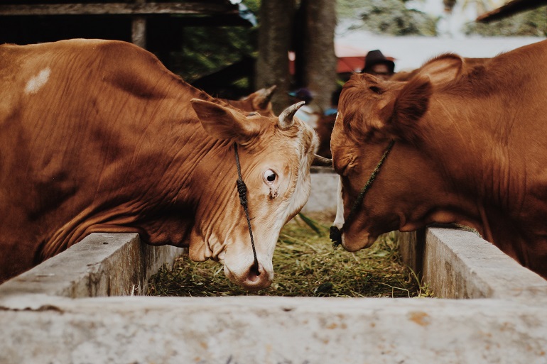 Farm Animal (Cattle) Nutrition - Wikifarmer