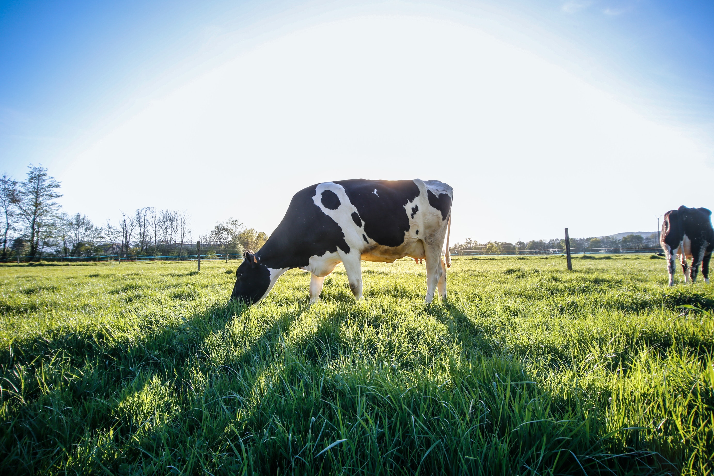 Feeding Systems of Farm Animals - Wikifarmer