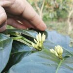 Floraison et pollinisation du caféier