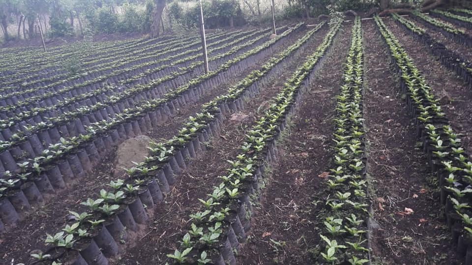 Germination des graines de café et création de lits de semences pour la plantation