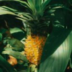 informations sur la plante d'ananas