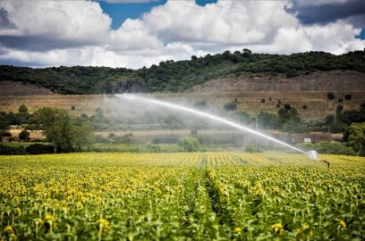 Irrigação do Girassol