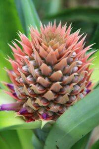 La floraison, la pollinisation et la taille de l'ananas