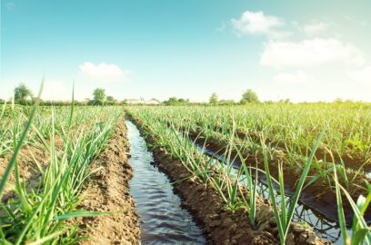 Leek Water Requirements and Irrigation Systems