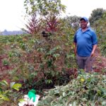 Légumineuses à desmodium : Une adaptation à la résistance au climat dans la production de café
