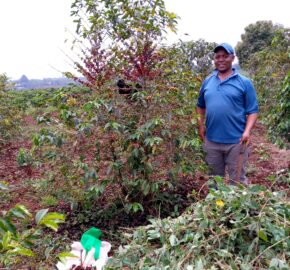 Légumineuses à desmodium : Une adaptation à la résistance au climat dans la production de café