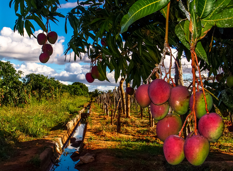 mango irrigation