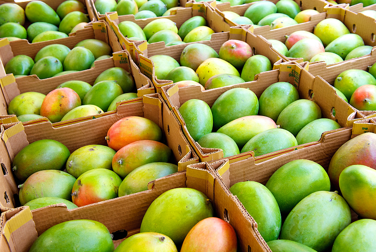 mango yield