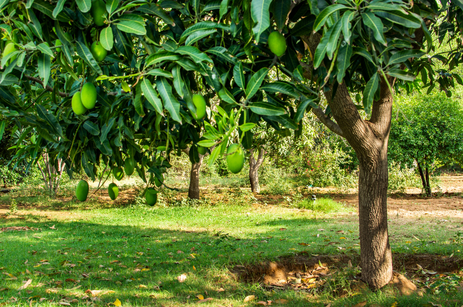 Top 999+ mango tree images – Amazing Collection mango tree images Full 4K