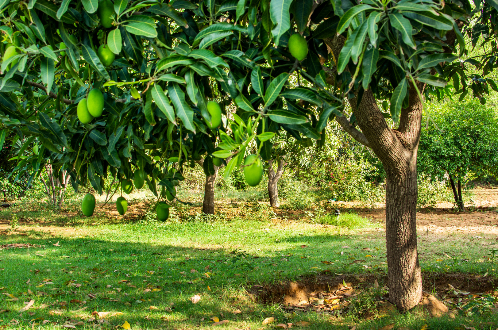 mango fertilization