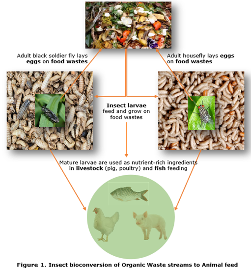 Choosing the right species for mass production of insects as animal feed