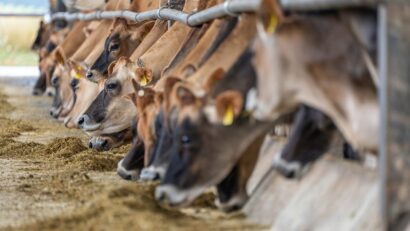 Protein Supplements in Animal Feed