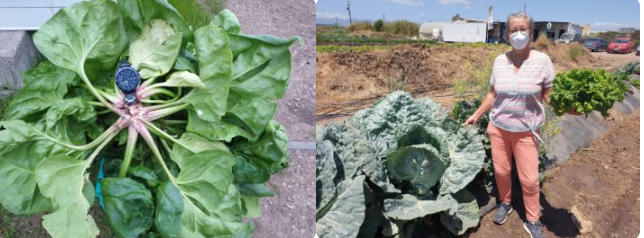Qu'est-ce que le sol à humus biocyclique et son importance pour la transition vers un système de production alimentaire végétalien biocyclique .1