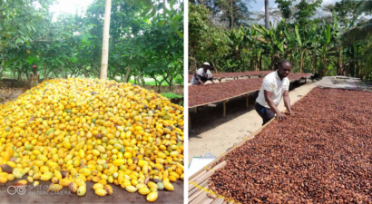 Rendement, récolte, manipulation et stockage du cacao