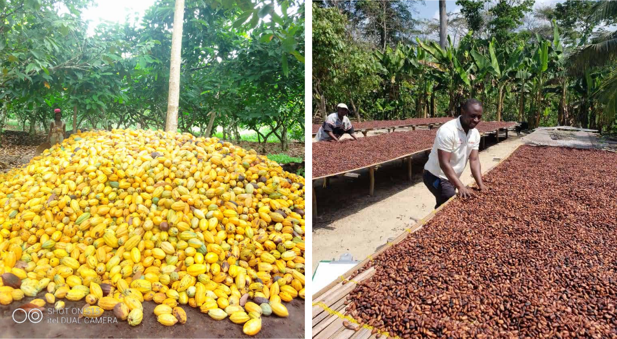 Rendement, récolte, manipulation et stockage du cacao