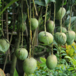 mango diseases