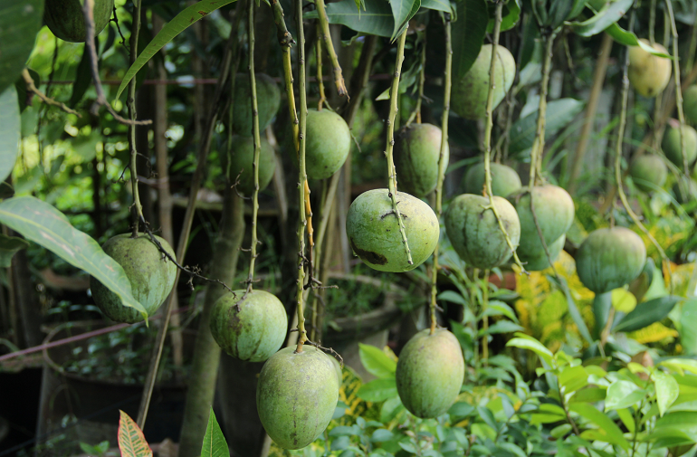 mango diseases