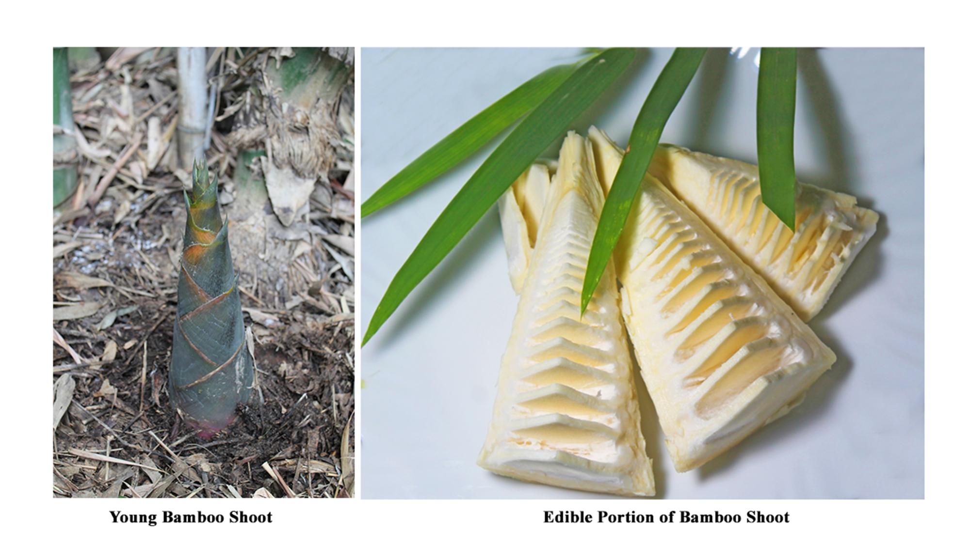 edible bamboo