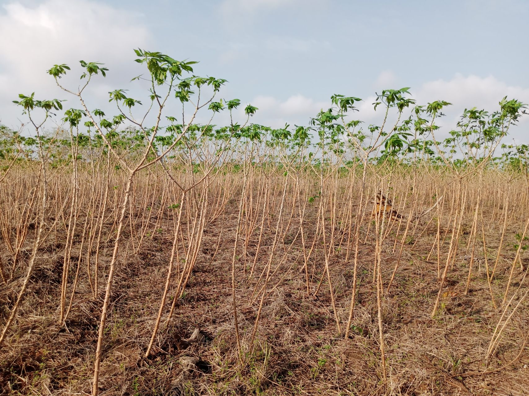 Cassava: History, Nutritional Value, and Plant Information