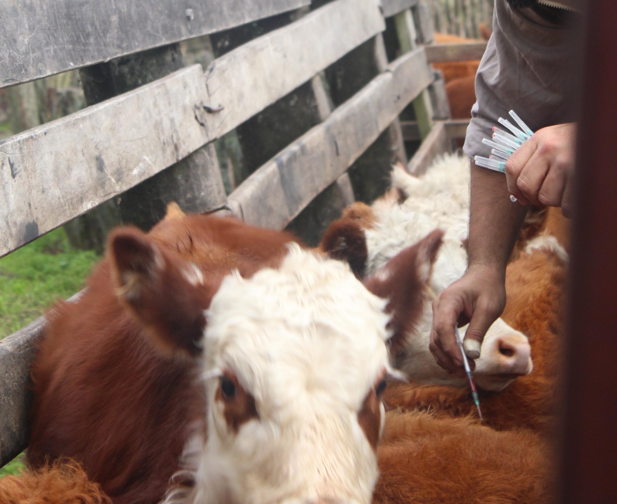 Serious Cattle Diseases caused by Pathogenes 