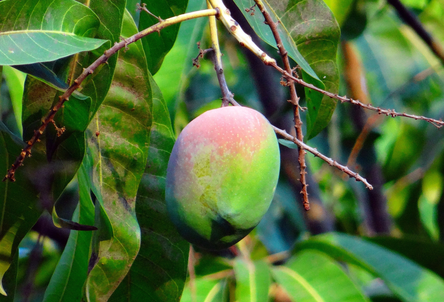 Mango Tree Information and Variety Selection