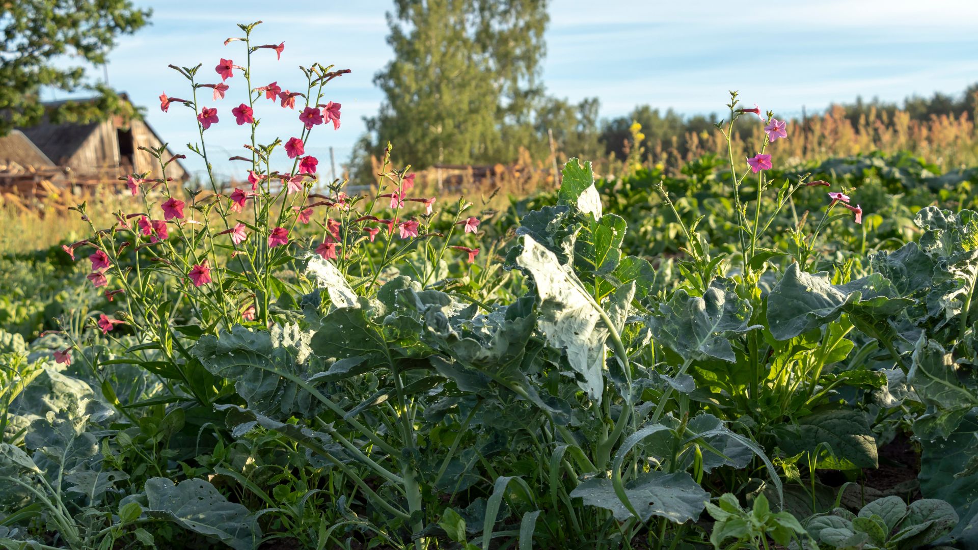 Create a Permaculture Garden – Step By Step