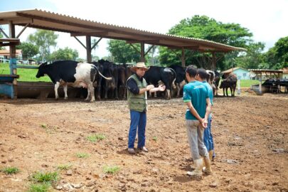 Introduction in Cattle Diseases and Prevention Measures
