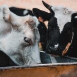 Pests in Cattle- External Parasites