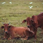 Pests in Cattle- Internal Parasites