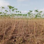 cassava pruning