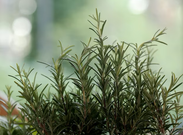 	 Καλλωπιστικά φυτά ανεκτικά στην αλατότητα: 10 επιλογές για έναν παραθαλάσσιο κήπο